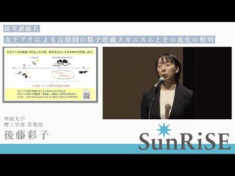SunRiSE フェロー 後藤彩子　女王アリによる長期間の精子貯蔵メカニズムとその進化の解明