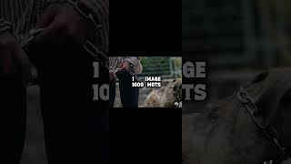 Mg - 1 Image 1000 Mots Audio Officiel