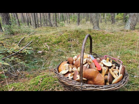 Wideo: Środki Na Komary W Kraju: Przetwarzanie Terenu Na Całym Obwodzie, Skuteczna Ochrona Domku Letniskowego. Jak Ratować Się W Ogrodzie Dzięki Instalacji?