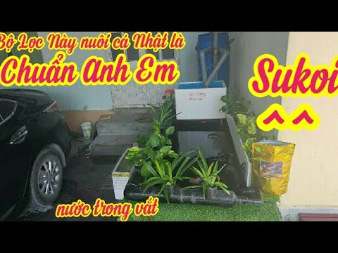 Video Riview Hồ Cá Koi 1 Khối Cá Nhật Đẹp Và Bộ Lọc Của Em... - youtube