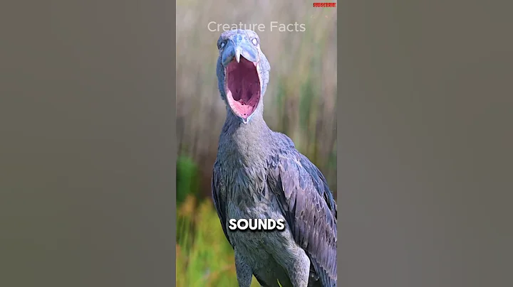 Top 5 Terrifying Bird Sounds 😱 thumbnail