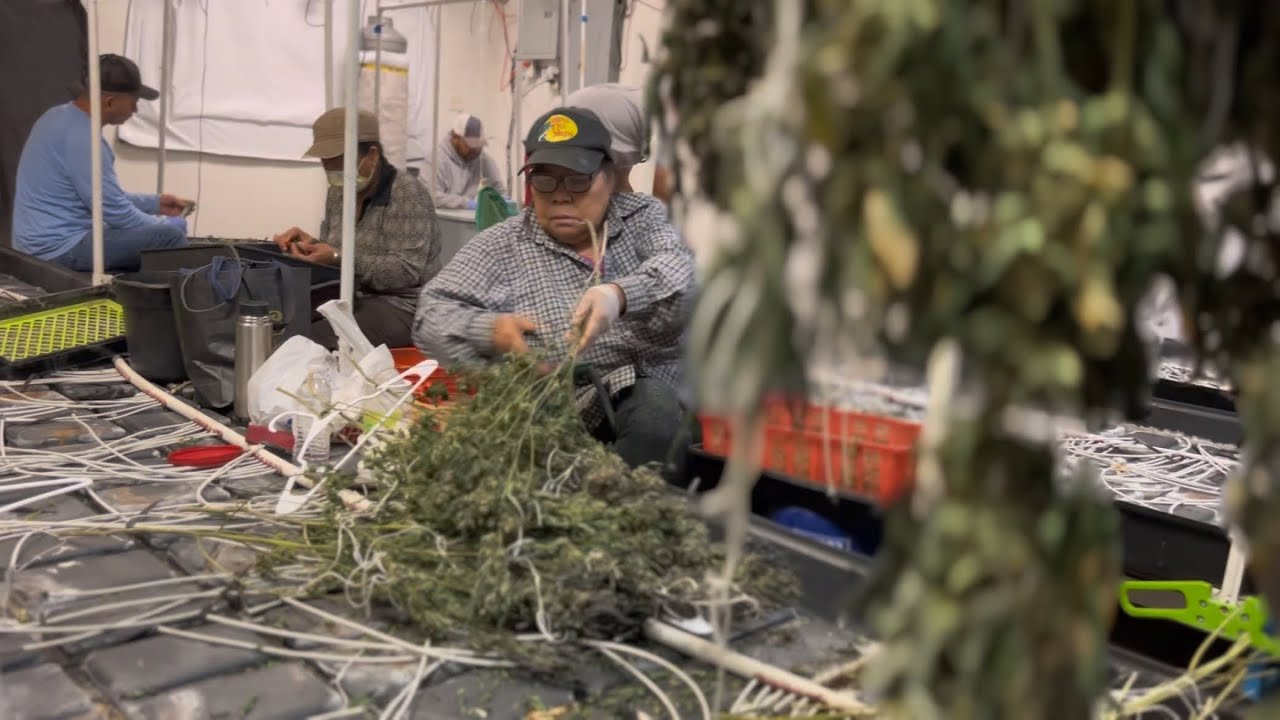 POT SNOB TV - How to TRIM TOP SHELF buds...