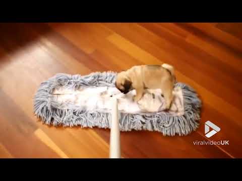 pug-puppy-mopping-the-floor