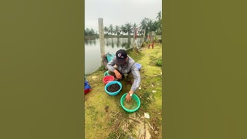 Cách ủ ốc bằng thuốc bắc nhanh và hiệu quả.