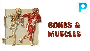 Class 5th SCIENCE Bones and muscles