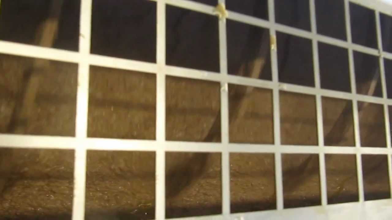 Making Olive Oil at Tablas Creek YouTube