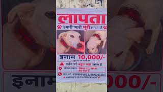 Missing Dog 🐶🐕 #missing #dog #noida #viral #onkarsadabahar