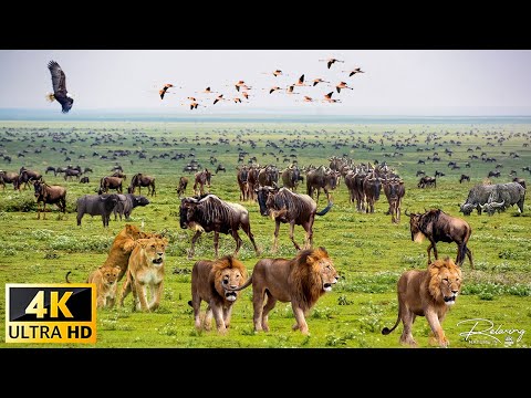 Great Migration In Africa (4K Video UHD) 