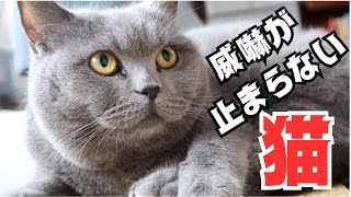 シャーシャー威嚇する猫を必死に宥めた飼い主。その結果はいかに⁉️【ブリショー＆スコティッシュ】 by 今日も  ねこ曜日 394 views 2 months ago 8 minutes, 15 seconds