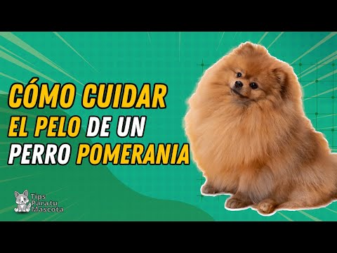 Video: Cómo hacer que un pez Oscar crezca más rápido