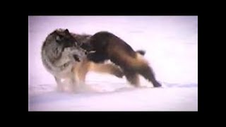 The Elusive and Misunderstood Wolverine: 10 Astonishing Facts That Will Blow Your Mind by Duk£ TV 1,196 views 1 year ago 2 minutes, 50 seconds