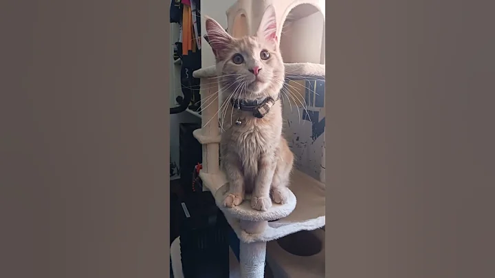 Watch the video about Recopilación de fotos de Kratos el gatito Maine Coon 🐱❤️ #mainecoon #catlovers #gatito #gato #kitten