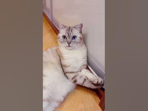 Как помыть кота. - YouTube