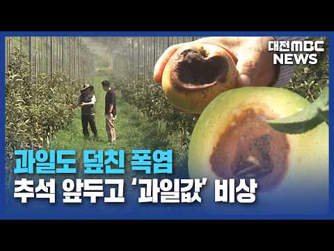 '폭염'에 타들어 간 <strong>과일</strong>...추석 '과일값' 비상/대전MBC