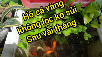 Hồ cá vàng không lọc ko sủi sau vài tháng