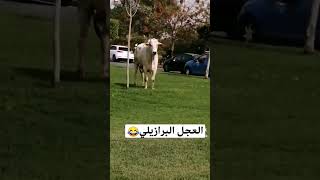 العجل البرازيلي محيح في شوارع الرباط