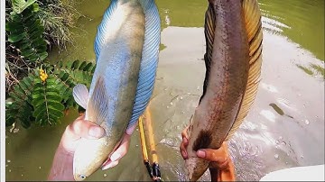 Tổng hợp video Chích CÁ Lóc KHỦNG của Xa Quê vlog