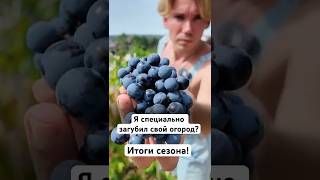 Я специально загубил свой огород в Португалии? 🇵🇹 #домвпортугалии #огород #португалия #сад #дом
