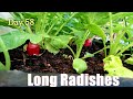 Growing Organically Long Radishes from Seed