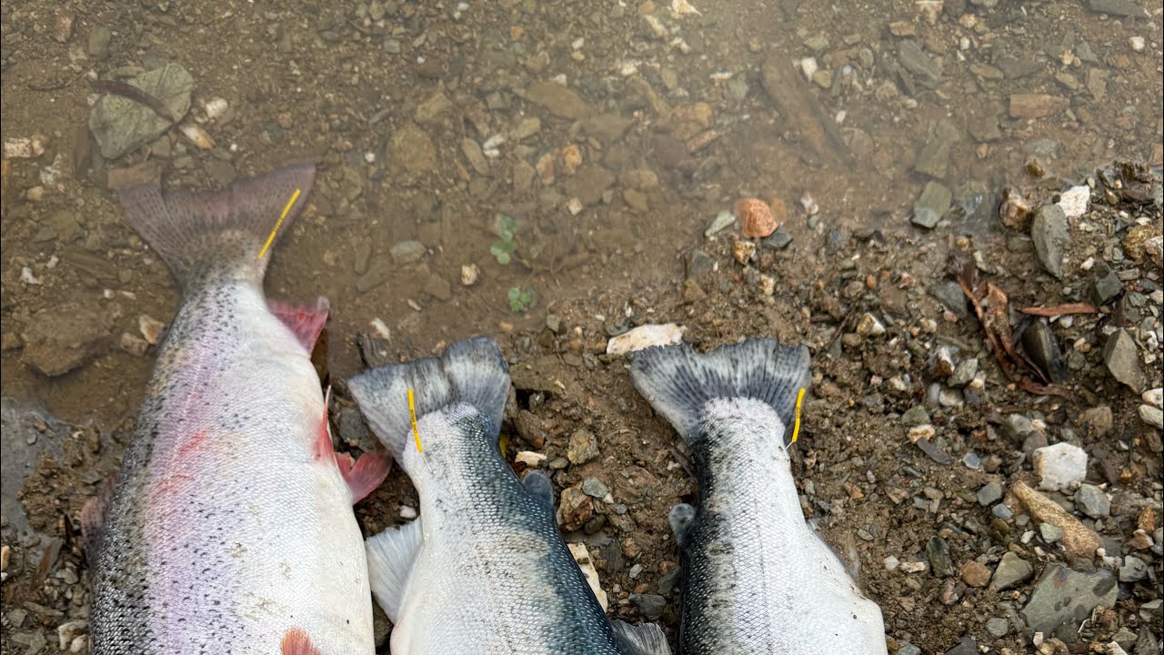 Lake Amador Tagged Trout Fishing