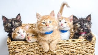 So many cute kittens videos compilation 2020 - Crazy Cats by Crazy Cats 259 views 4 years ago 8 minutes, 8 seconds