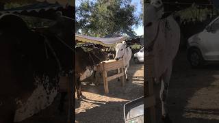 Bail Mandi dangerious bull