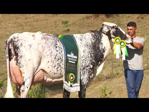 LOTE 64   BEZERRA NASCIDA 1 4  FAZENDA SOLOMON CAFARNAUM   GRANDE CAMPEÃ NACIONAL GIROLANDO MEIO SAN