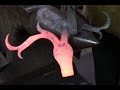 Blacksmithing - Stag-horn Hinge - Blacksmithing - Stag-horn Hinge -
