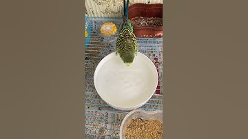 Ready to bath #rbnbirds #budgies #parakeet #birds #parrot #pets #shorts