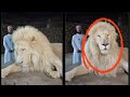 LION REACTION TO QURAN IS SHOCKING!