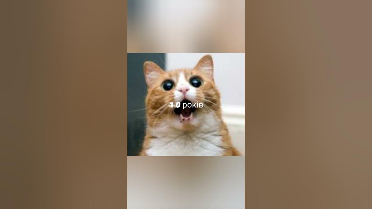 який ти котик по свойому віці - YouTube
