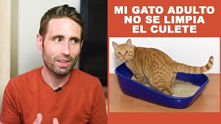 Es Normal Que Mi Gato Adulto No Se Limpie El Culete?