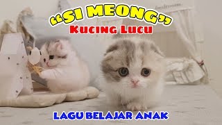 Si Kucing (Si Meong) ❤ kucing lucu | Lagu anak Si Kucing | Lagu balita, tk, paud, sd