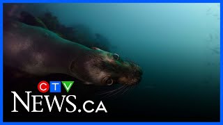Two Swimmers In B.c. Encounter A Sea Lion While Taking A Cold Plunge