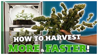 How to harvest more and faster 😎🍁