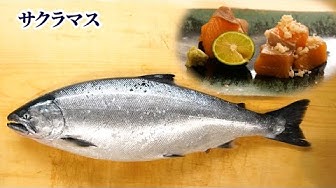 サクラマス Youtube サクラマス Youtube