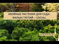 Хвойные растения для сада. Фильм третий - сосны.