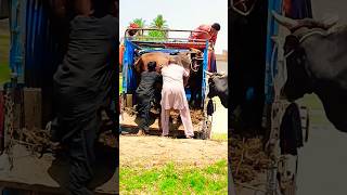 Animal Loading Short Short Short