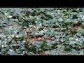 First egg has hatched - Pheasant-tailed Jacana breeding - Kaohsiung, Taiwan