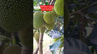 Ampuh memaksa pohon nangka cepat berbuah #tanaman #nangka #buahlebat  #tutorial #tips