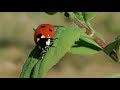 Zaaien in de moestuin  permacultuur in zweden vlog 143