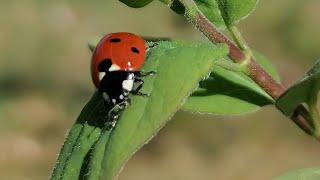 Zaaien in de moestuin! || Permacultuur in Zweden VLOG 143