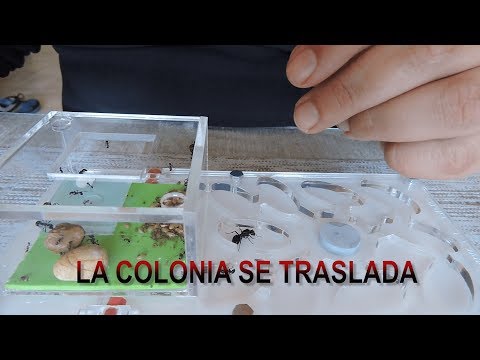 03. La Colonia