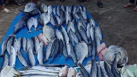 Tập 73 :cuộc chiến cá bè quỵt, chuyến này anh em câu jig được rất nhiều cá thu mùa