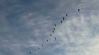 Restless Geese in February #nature #life #sunset