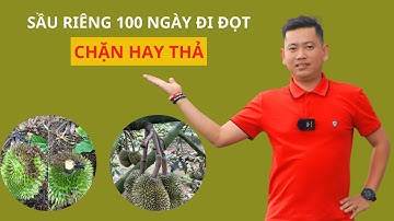 Trái Sầu Riêng 100 Ngày Đi Đọt Chặn Hay Thả| Nông Nghiệp Tây Nguyên TKA