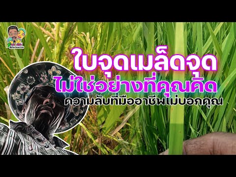 วีดีโอ: จุดบนผักชนิดหนึ่ง - เหตุผลที่ผักชนิดหนึ่งมีจุดสีน้ำตาลบนใบ