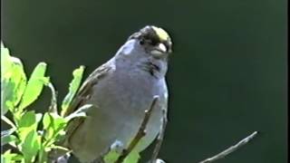 Golden Crowned Sparrows