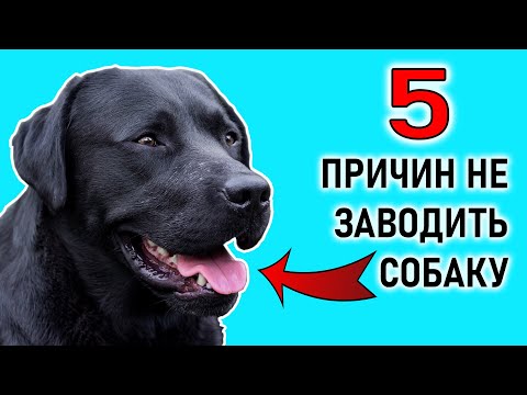 5 ПРИЧИН НЕ ЗАВОДИТЬ СОБАКУ