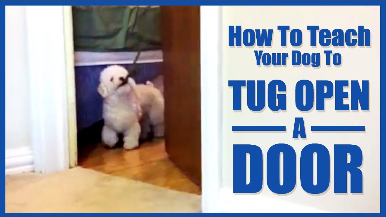 How To Teach Your Dog To Tug Open A Door YouTube
